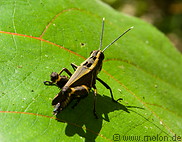 10 Grasshopper