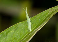 11 Green insect
