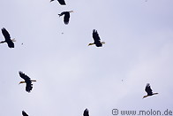15 Plain-pouched hornbills