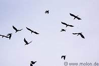 16 Swarm of plain-pouched hornbills