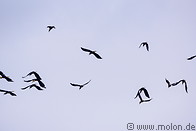 17 Swarm of plain-pouched hornbills
