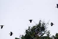 19 Plain-pouched hornbills