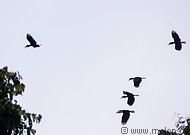 20 Plain-pouched hornbills