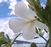 01 Plumeria Blossom Overlooking the Harbour