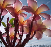 02 Plumeria Blossoms Backlit by the Sun