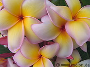 05 Plumeria Flowers