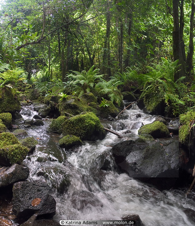 06 Panorama Sipyen Stream Rush Through the Rainforest