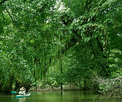 05 Kayaker Passing Beneath a Huge Mangrove Tree Covered in Ferns