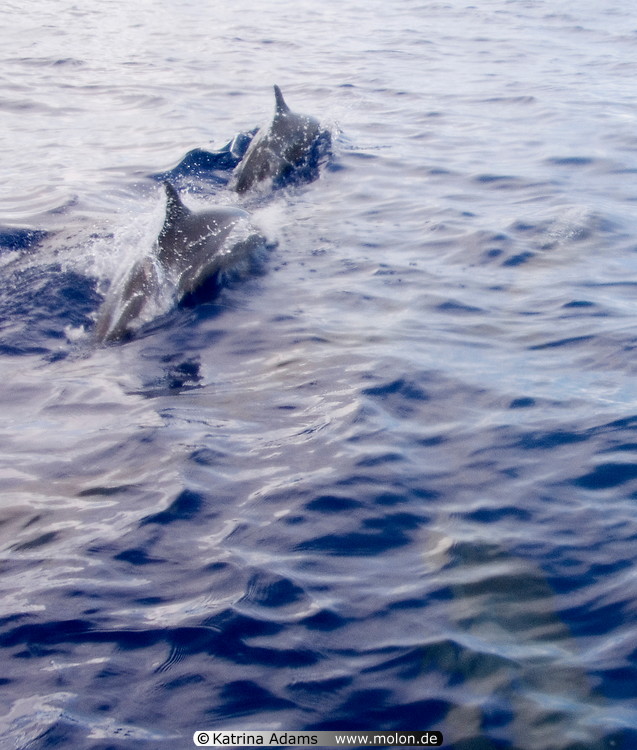 11 Spinner Dolphins Playing in the Ocean