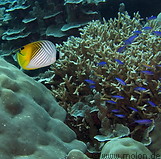 02 Threadfin Butterfly and Purple Queen Anthias Swim Over the Reef