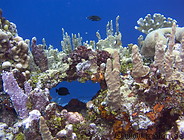 06 A Typical Reef Scene