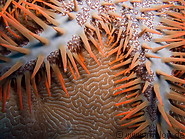 09 Crown of Thorns Sea star Eating Brain Coral
