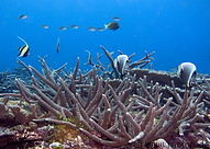 10 Chromis Moorish Idols Surgeon and Butterfly fish Swim Over Staghorn Coral