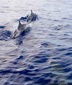 11 Spinner Dolphins Playing in the Ocean