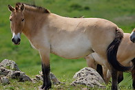 06 Przewalski horse