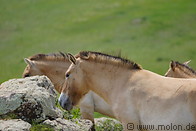 07 Przewalski horses