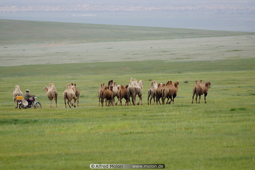 27 Herd of camels