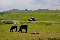 15 Black cows grazing