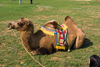 07 Camel