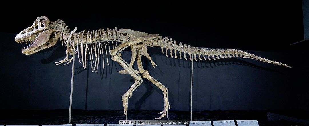 13 Tarbosaurus skeleton