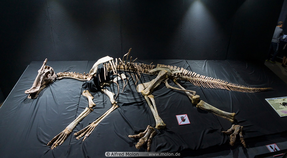 15 Saurolophus skeleton