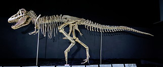 13 Tarbosaurus skeleton