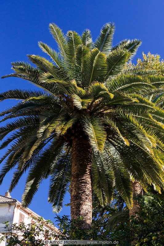 01 Palm tree