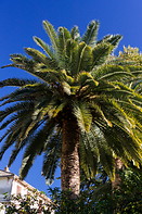 01 Palm tree