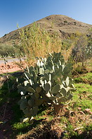 02 Cactus and mountain
