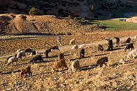 20 Goats and sheep grazing in valley