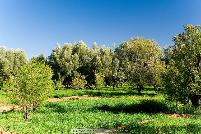 14 Fields and Olive trees