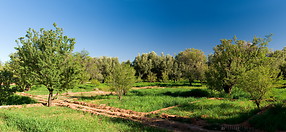 17 Fields and Olive trees