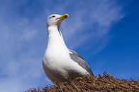 02 Seagull