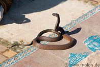 02 Cobra snake