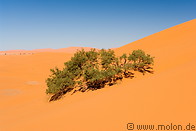 04 Tamarix bush and sand dune