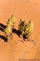 07 Yellow Cistanche Phelypaea plant in desert sand
