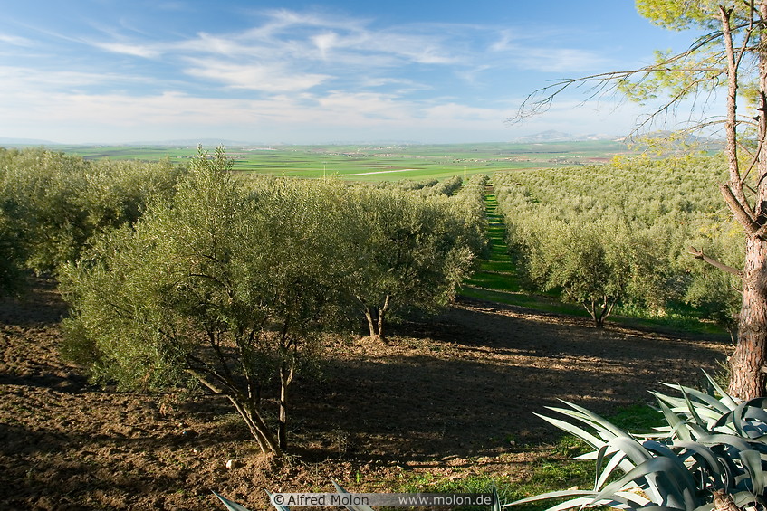 02 Olive tree plantation