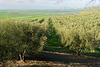 04 Olive tree plantation