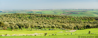 06 Olive tree plantation