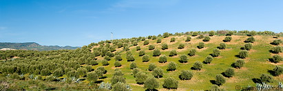 08 Olive tree plantation