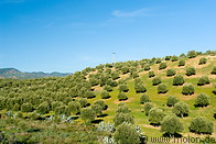 09 Olive tree plantation