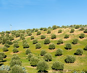 10 Olive tree plantation