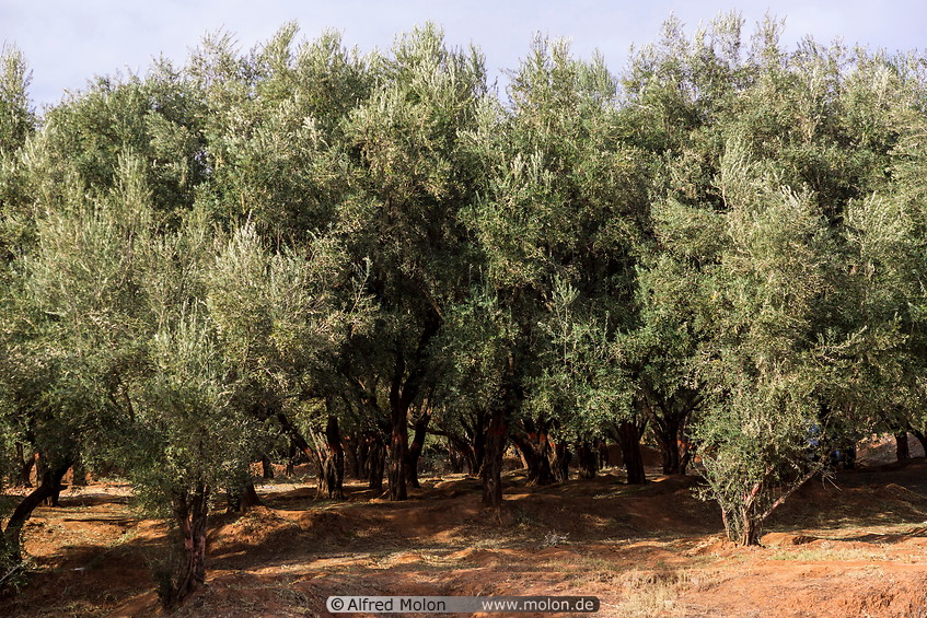 06 Olive trees
