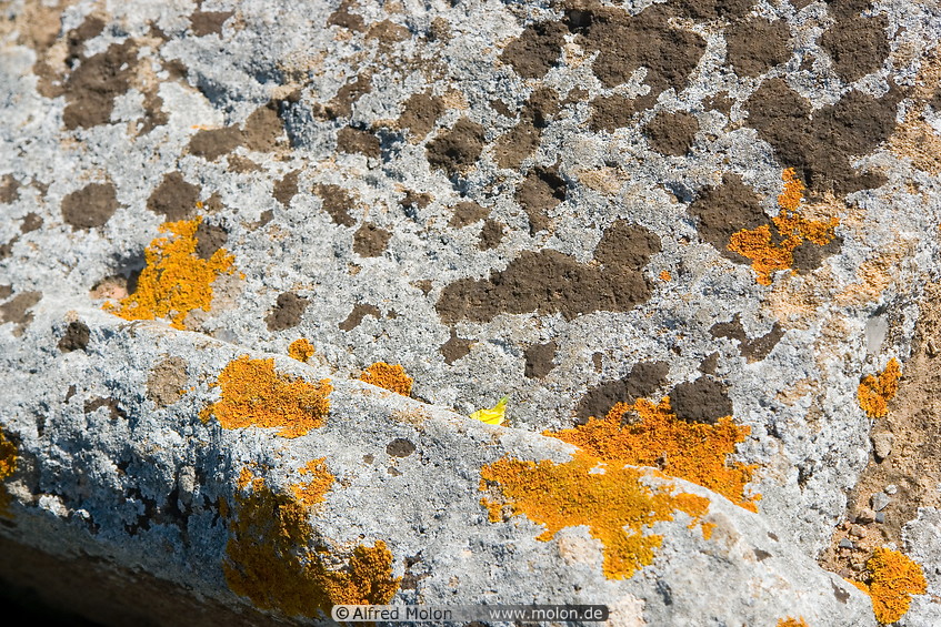08 Lichens on stone