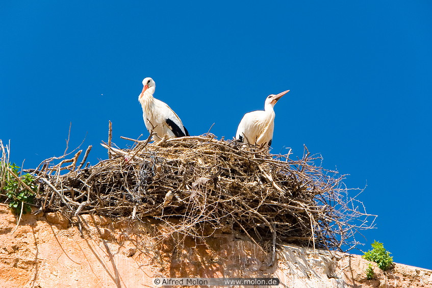 14 Stork couple in nest