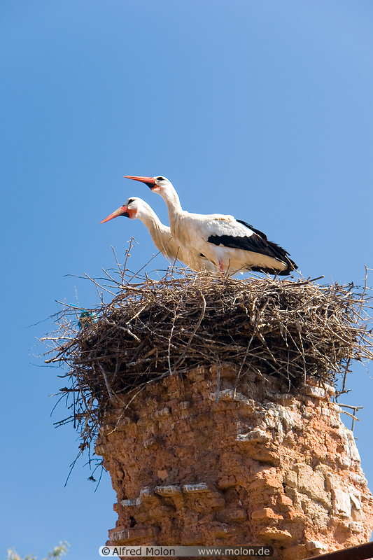 15 Stork couple in nest
