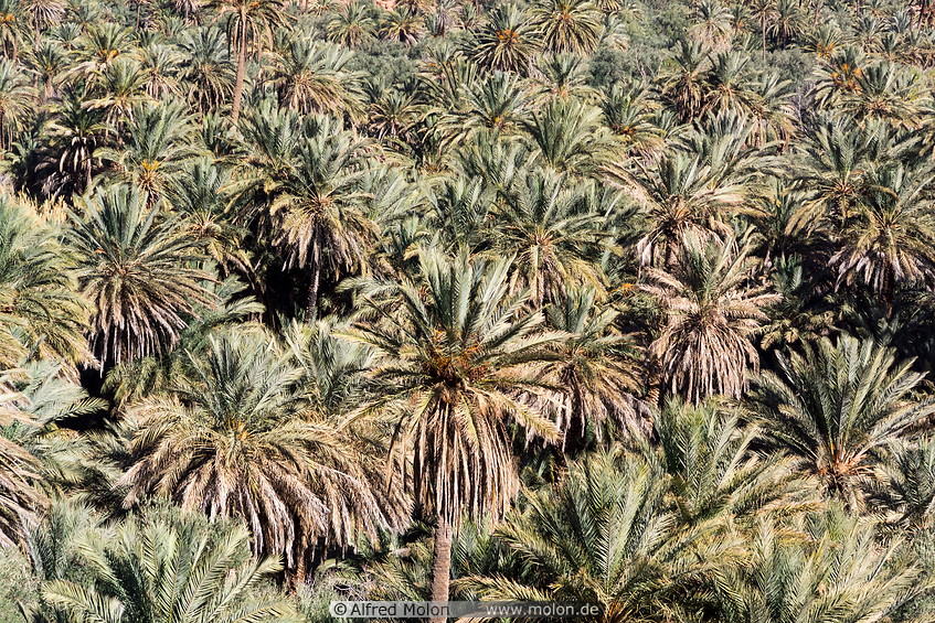 03 Palm grove