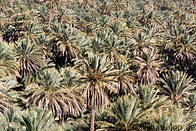 03 Palm grove