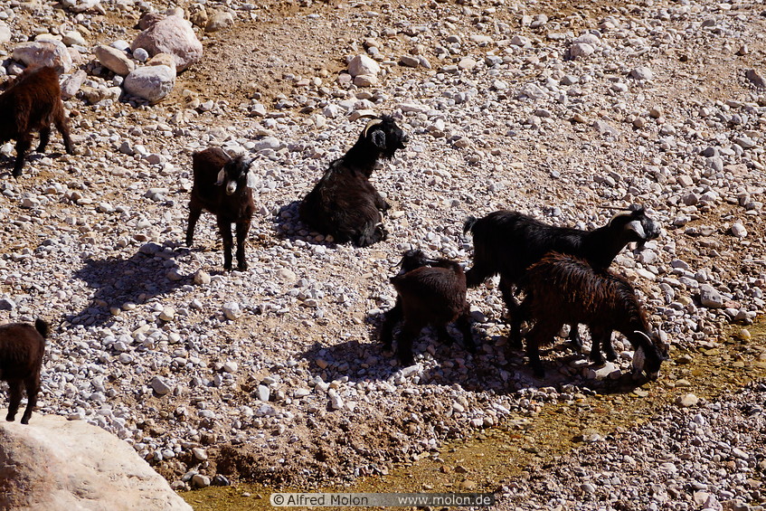 21 Black goats