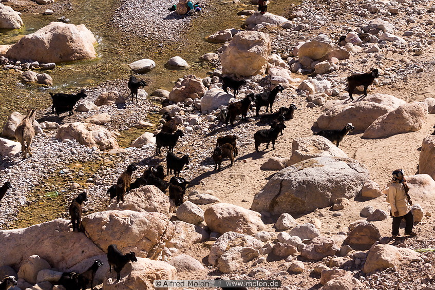 22 Black goats
